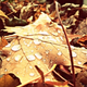 Illustration for article titled Shooting Challenge Fall Leaves Gallery 6